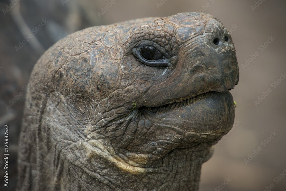 Eric Tortoise profile picture