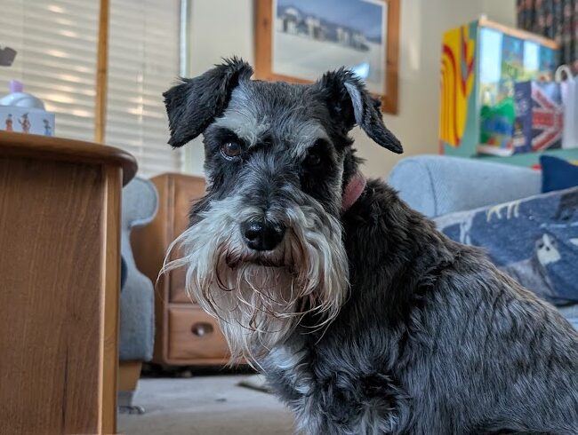 Mabel Schnauzer profile picture
